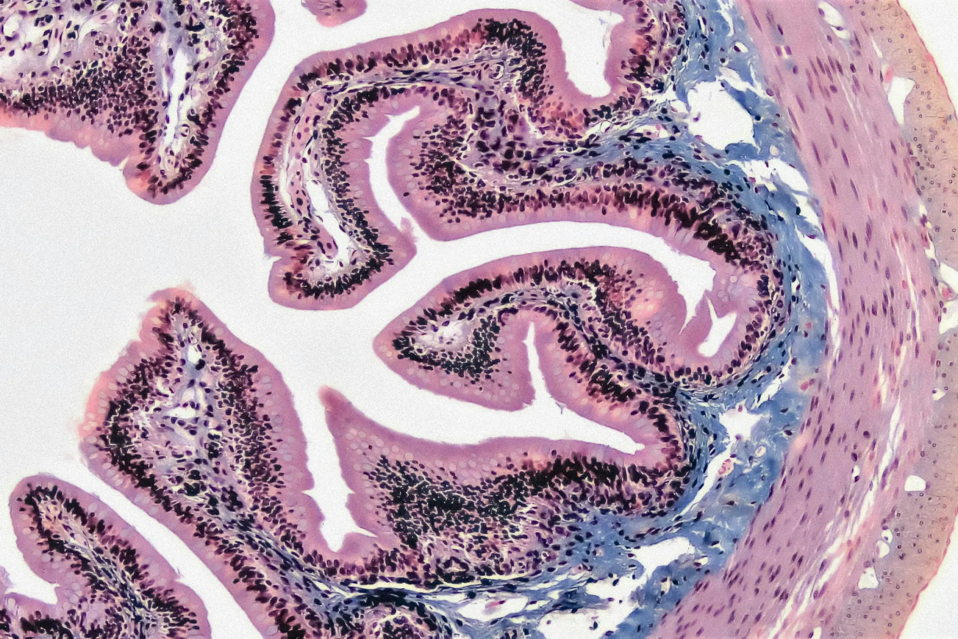 Эпителиальные ткани